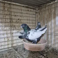 ۳ جفت پرشی|پرنده|شاهین‌شهر, حافظ شمالی|دیوار