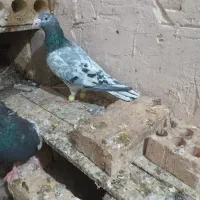 کفترسرور سینه