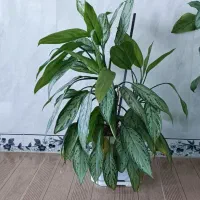 گل طبیعی|گل و گیاه طبیعی|جوانرود, |دیوار