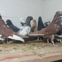 کبوتر رنگی و معمولی