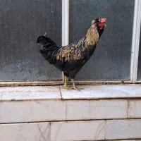 خروس های سالم و درشت - نژاد جهادی و گلپایگانی|حیوانات مزرعه|خمینیشهر, |دیوار