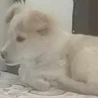 سگ اشپیدز