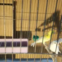 چند جفت قناری فروشی