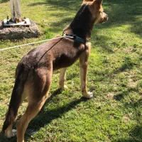 واگذاری ژرمن معاوضه دارم