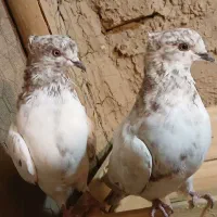 کبوتر فروشی
