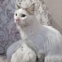 واگذاری یک جفت گربه ناز