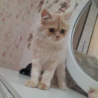 گربه ی پرشین