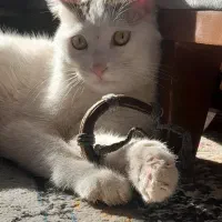 واگذاری گربه dsh