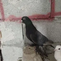 تعداد کبوتر فیلی|پرنده|بستان آباد, |دیوار