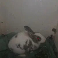 خرگوش|موش و خرگوش|رشت, آب و برق|دیوار