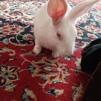 خرگوش زیبا سفید خانگی