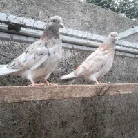 کبوتر پرشی|پرنده|خان ببین, |دیوار