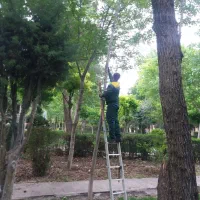 خدمات باغبانی|خدمات باغبانی و درختکاری|محمدشهر, محمدشهر|دیوار