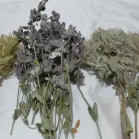 سلام گیاهان دارویی ارگانیک محلی به صورت کلی و جزیی