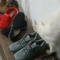 کفش‌ها درحد نو و نو