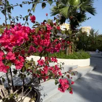 نیرو خدماتی خدماتی