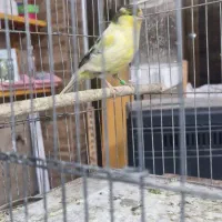 قناری گلاستر|پرنده|جیرفت, |دیوار