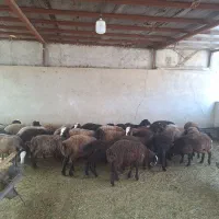 بره از ۲۰ کیلو تا ۴۰ کیلو عمده و تکی|حیوانات مزرعه|کرج, شهرک نهال و بذر|دیوار