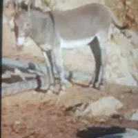 نرخر رحمه گم شده