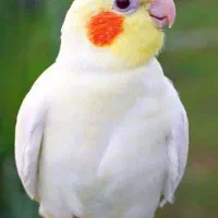 عروس ماده ۸ ماهه جوان