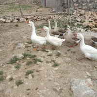 فروش جوجه قو غاز|پرنده|نورآباد, |دیوار