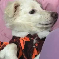 توله اشپیتز|سگ|رباط‌کریم, رباط‌کریم|دیوار