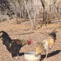 خروس|حیوانات مزرعه|فردوس (خراسان), |دیوار