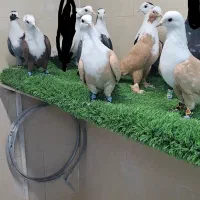 کبوتر کفتر کلاغ کربلایی|پرنده|مشهد, امیرآباد|دیوار