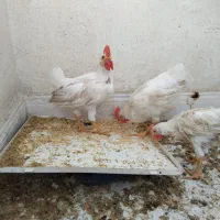 مرغ ماشینی گوشتی
