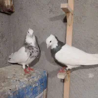 کفتر|پرنده|مشهد, خواجه ربیع|دیوار