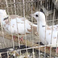 کبوتر سوسکی