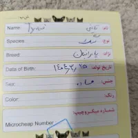 پامر آپارتمانی|سگ|کهریزک, |دیوار