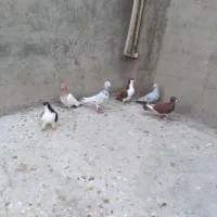 فروش کبوتر