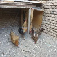 مرغ و خروس...جوجه مرغ|حیوانات مزرعه|سبزوار, گلشن|دیوار