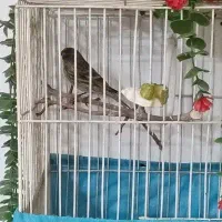 گلبسر نر دو عدد