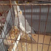 عروس هلندی و مرغ عشق|پرنده|خرمشهر, |دیوار