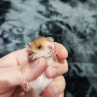 همستر بچه نژاد سوری