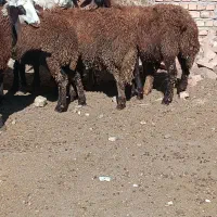 بره|حیوانات مزرعه|بروجرد, |دیوار