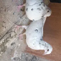 دوتا پلاکی ننه و‌بچه‌