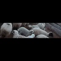 میش زایده و آبستن...|حیوانات مزرعه|رفسنجان, |دیوار