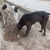 توله سگ دنبالانی حرفی|سگ|گلی داغ, |دیوار