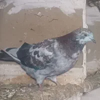 کبوتر تکپر وپرشی|پرنده|گرگان, |دیوار