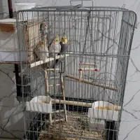 عروس هلندی|پرنده|سرپل ذهاب, |دیوار