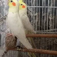 عروس هلندی جفت مولد لوتینو