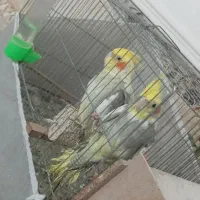 یک جفت عروس هلندی سالم و سرحال