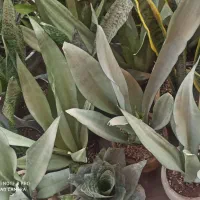 فروش انواع گل‌های سانسوریا|گل و گیاه طبیعی|چابهار, |دیوار