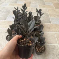 زاموفیلیا بلک|گل و گیاه طبیعی|پارس‌آباد, |دیوار