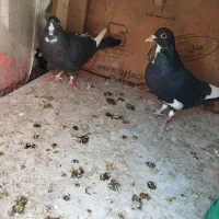 لوازم تحریر مداد خودکار دفتر طرح کفتر کبوتر