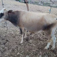 گاو کردی ۸ ماه آبستن