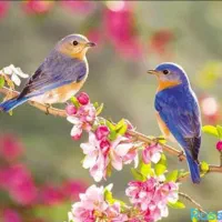 کار آموزی  نصب کاغذ دیواری  کفپوش و پارکت و ،